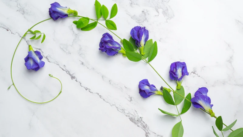 Vibrant sweet pea flower in bloom