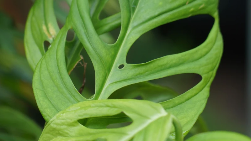 Healthy Swiss Cheese Plant with lush foliage