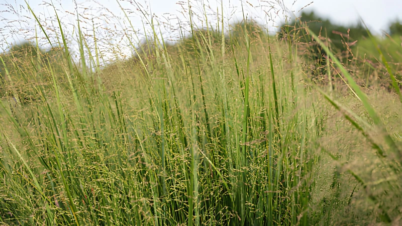 Switch Grass with lush ornamental leaves