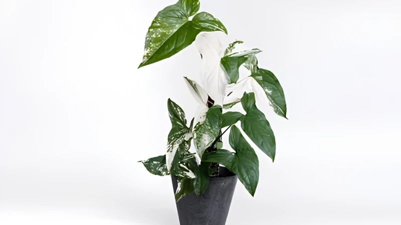 Healthy Syngonium Albo with lush foliage