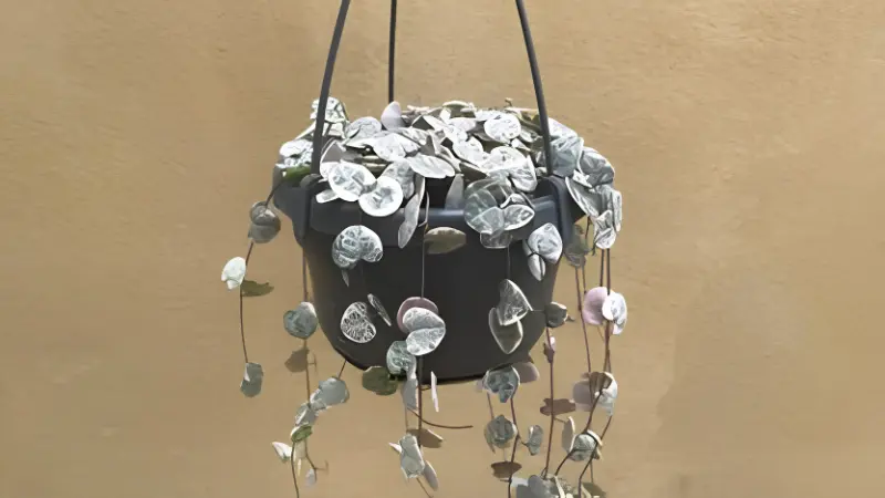 Healthy Variegated String of Hearts trailing plant