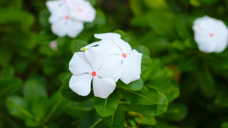 Vibrant vinca flower in bloom