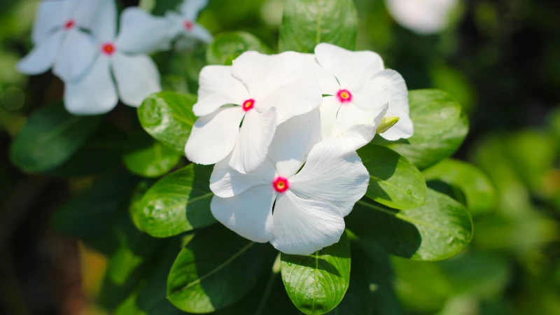 Vinca flower blooming beautifully