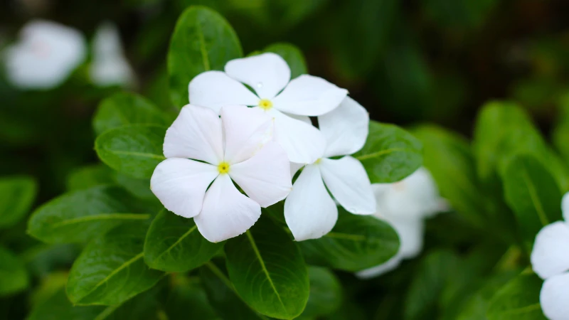 Vinca featured flower image