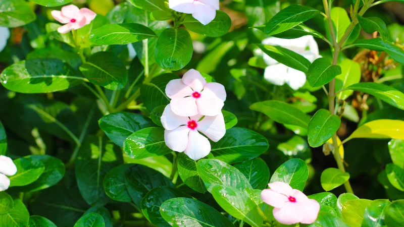 Vinca floral bloom in garden