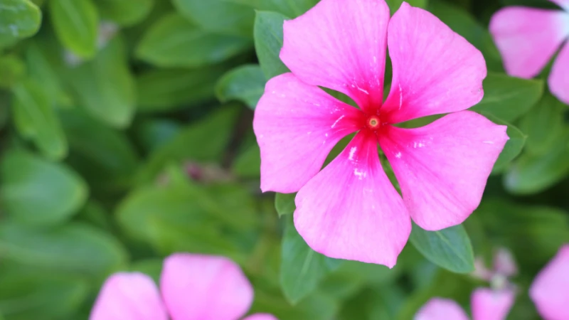 Vinca flower blossom with delicate petals