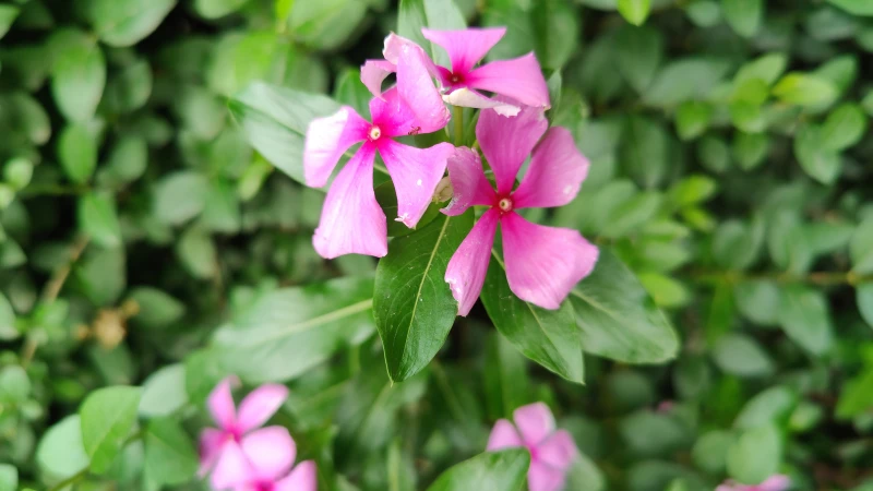 Close-up of a vinca flower
