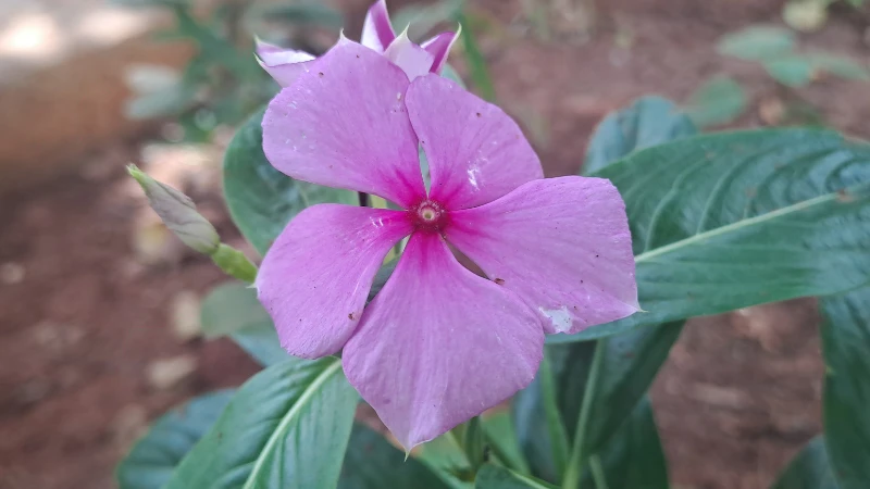 Vinca flower with delicate petals