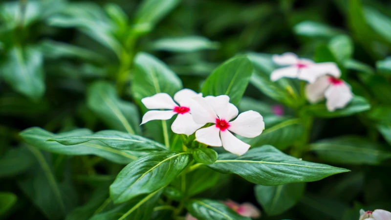 Vinca flower growing in garden