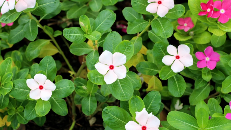 Vinca flower petals close-up