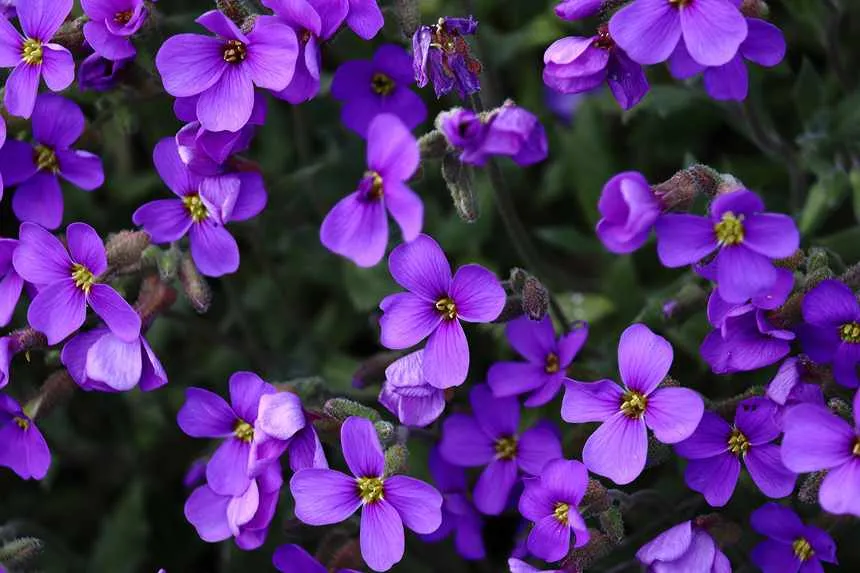 Violet