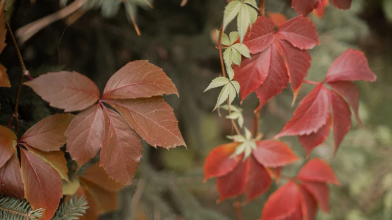 Virginia Creeper with colorful red leaves