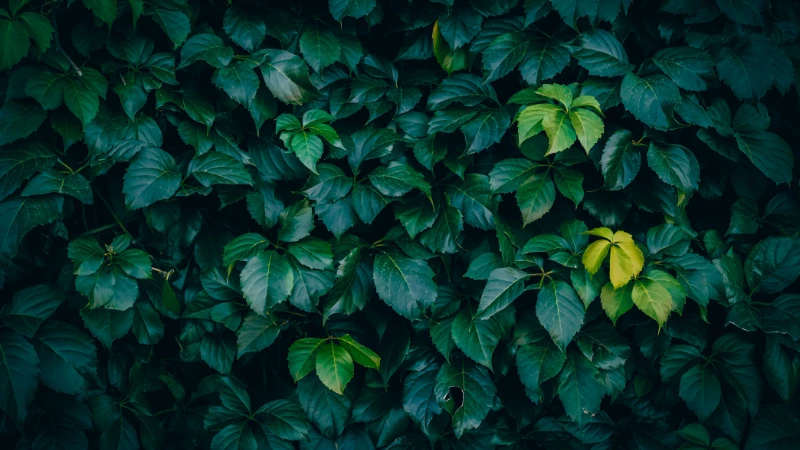 Virginia Creeper with vibrant green leaves