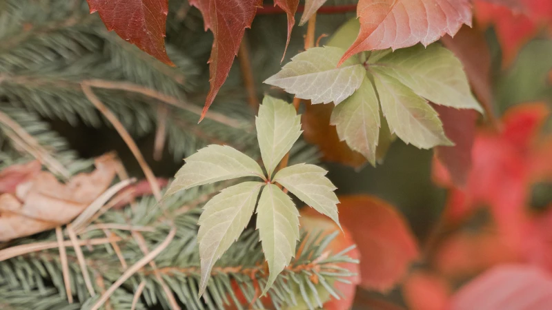 Featured image of Virginia Creeper with lush climbing foliage