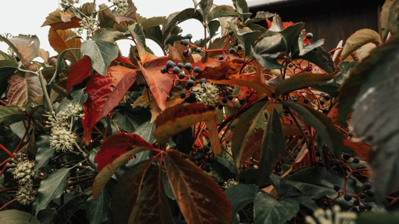 Virginia Creeper vine climbing naturally