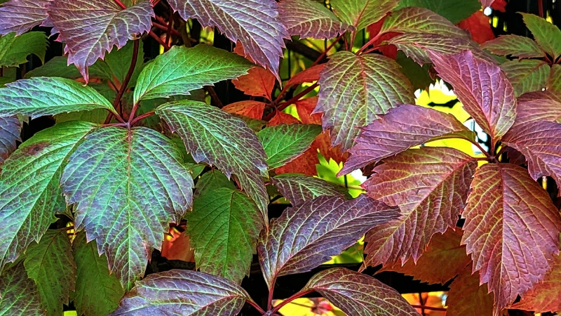 Detailed Virginia Creeper foliage