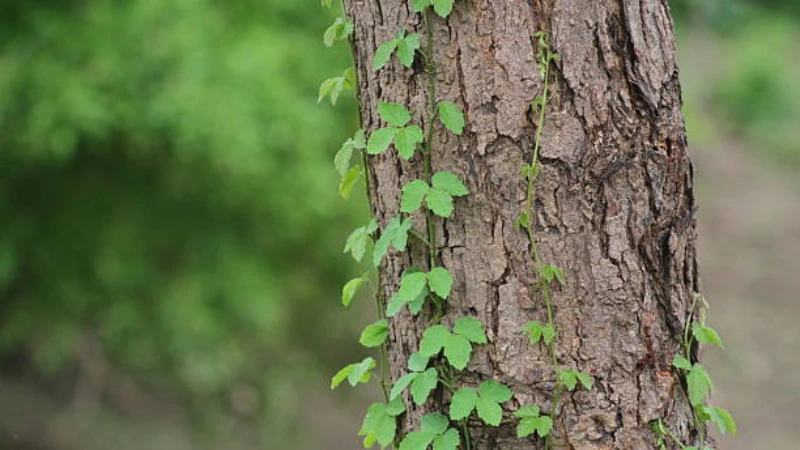 Virginia Creeper climbing a wooden trellis