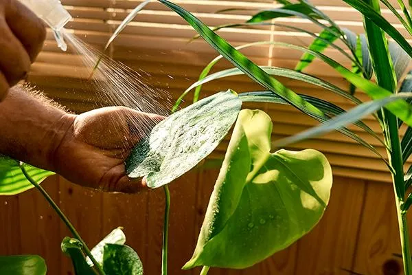 Water Thoroughly