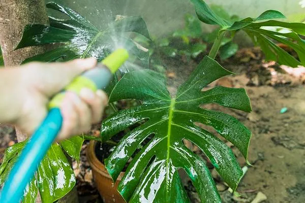 Water monstera plant