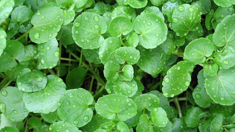 Watercress plant in shallow water