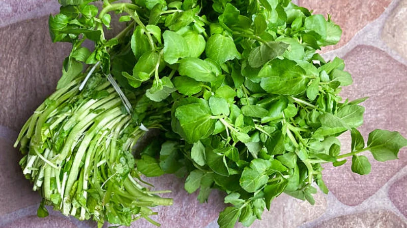 Detailed Watercress edible leaves