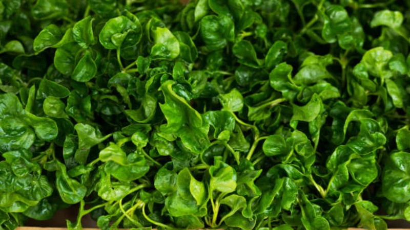 Watercress herb with fresh foliage