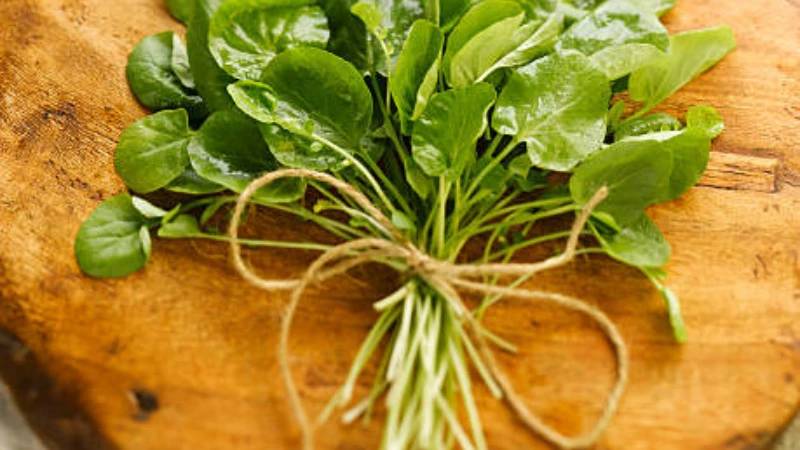 Watercress growing in a moist garden