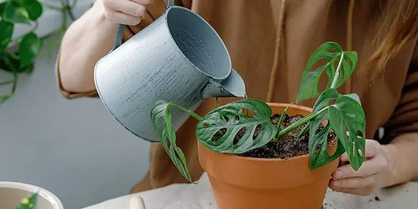 Watering Monstera Deliciosa