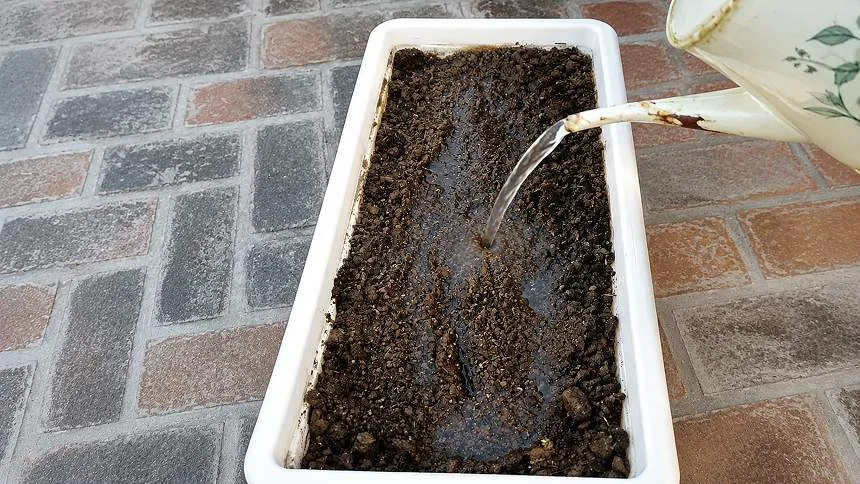 Watering plant