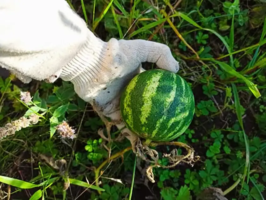 Watermelon 4