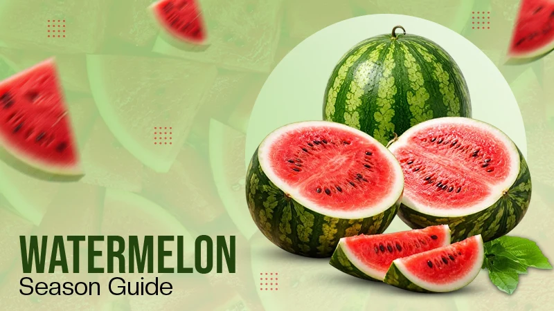 Watermelon Season Guide