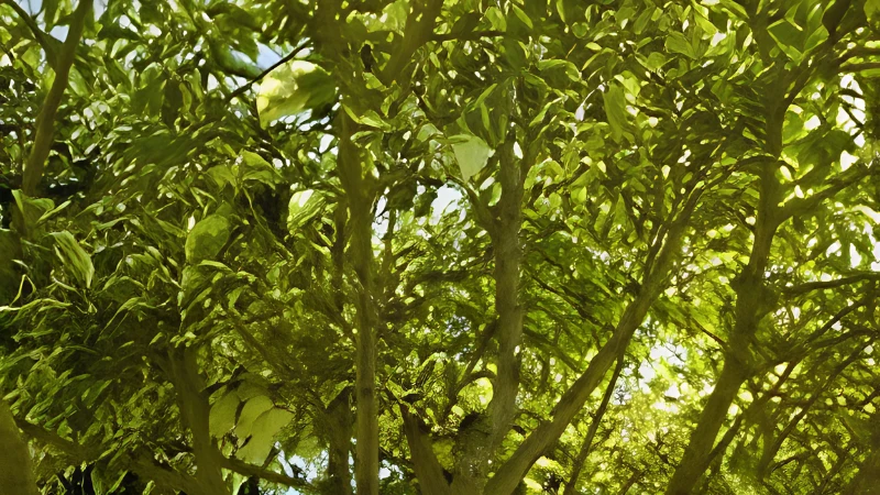 Featured image of Weeping Fig plant with glossy green leaves