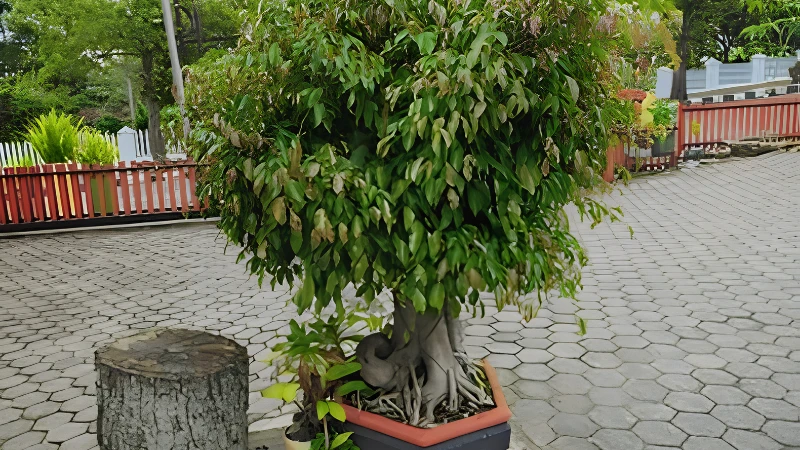 Weeping Fig tree in garden landscape