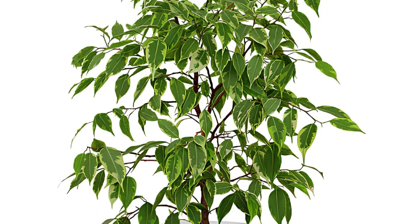 Indoor Weeping Fig with lush leaves