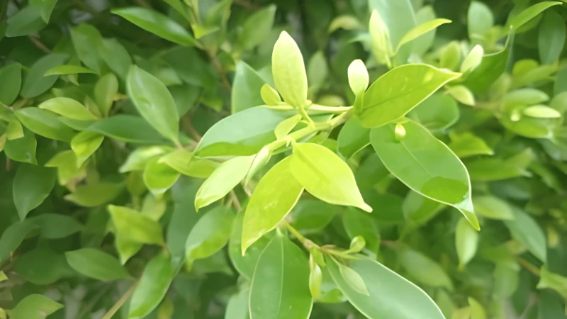 Weeping Fig leaves close-up view