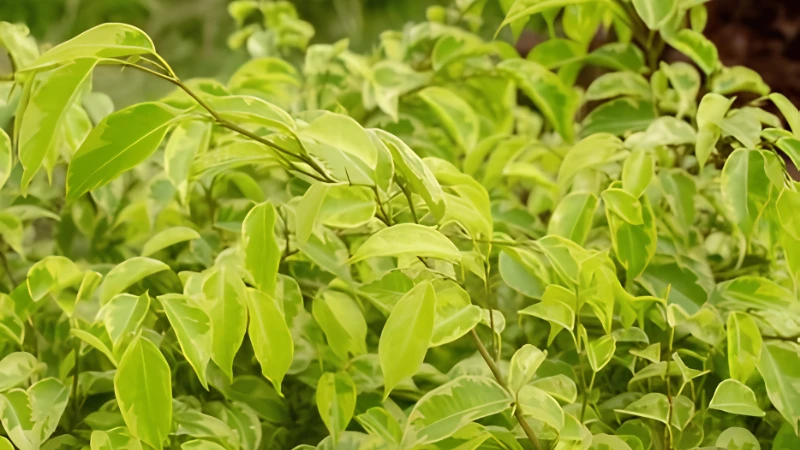 Indoor Weeping Fig Tree with glossy green leaves and graceful branches