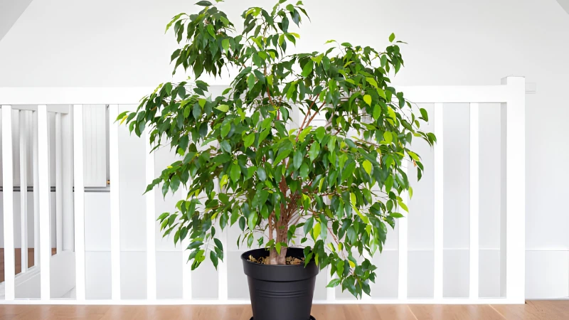 Weeping Fig houseplant with lush foliage
