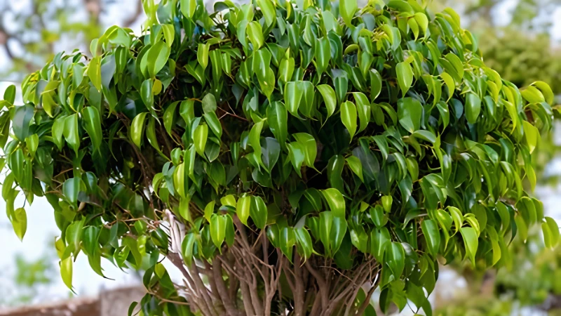 Potted Weeping Fig with green foliage