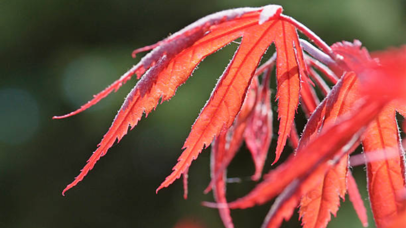 Weeping Inaba Shidare Japanese Maple in a landscaped garden