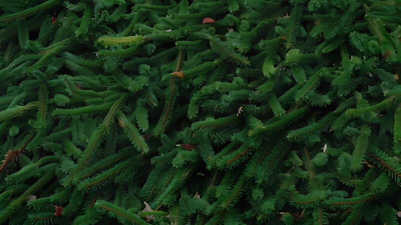 Detailed Weeping Norway Spruce branch structure