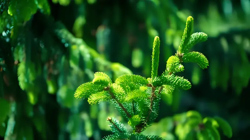 Featured image of Weeping Norway Spruce with cascading evergreen branches