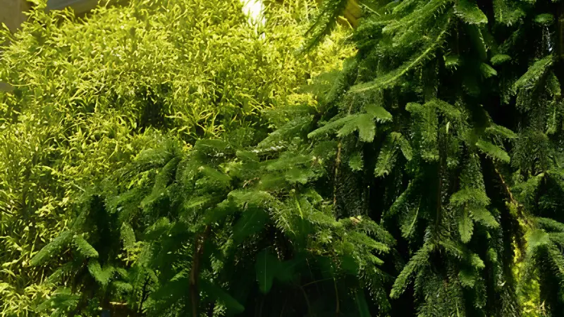 Weeping Norway Spruce with cascading evergreen growth