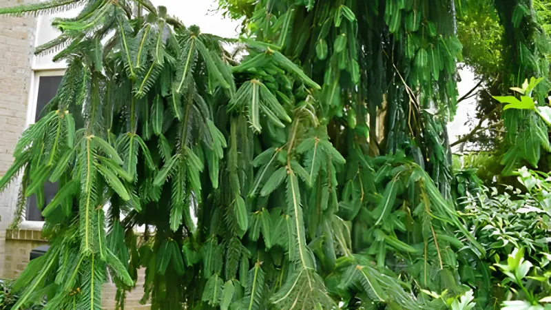 Weeping Norway Spruce with cascading green branches