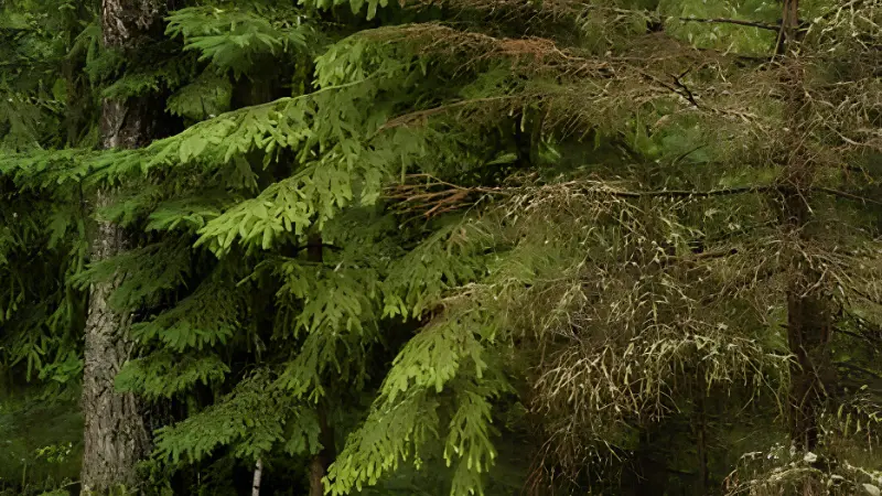 Weeping Norway Spruce growing in landscape