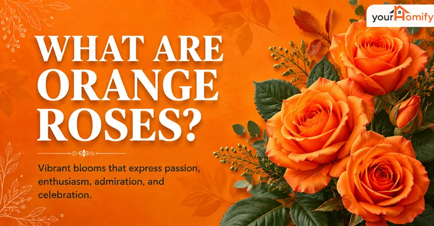 What Are Orange Roses