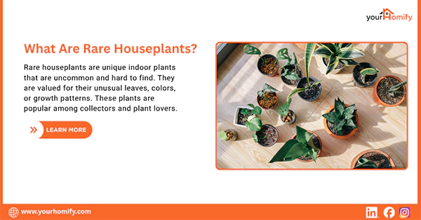 What Are Rare Houseplants