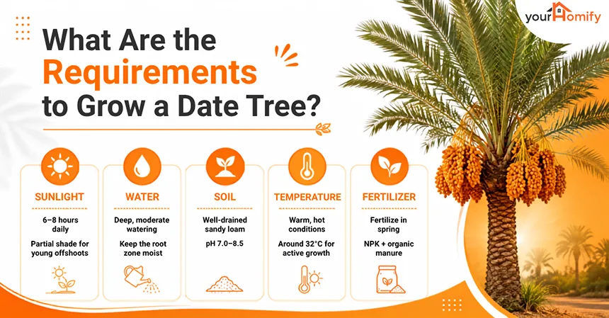 What Are The Requirements to Grow A Date Tree