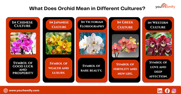 What Does Orchid Mean in Different Cultures