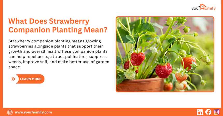 What Does Strawberry Companion Planting Mean