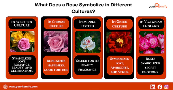 What Does a Rose Symbolize in Different Cultures
